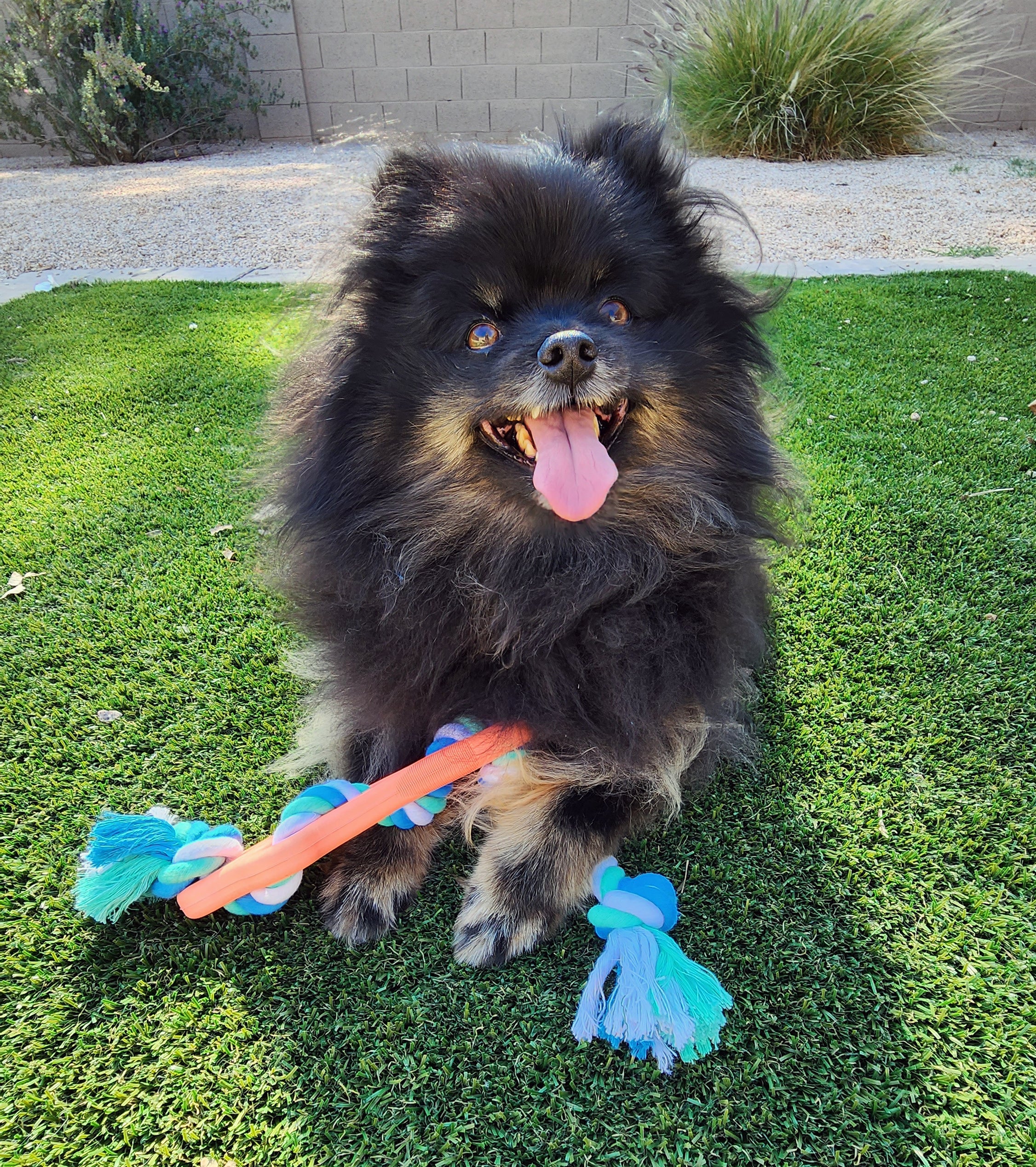 Rubber Bone Chew Toy with Tug Rope thumbnail
