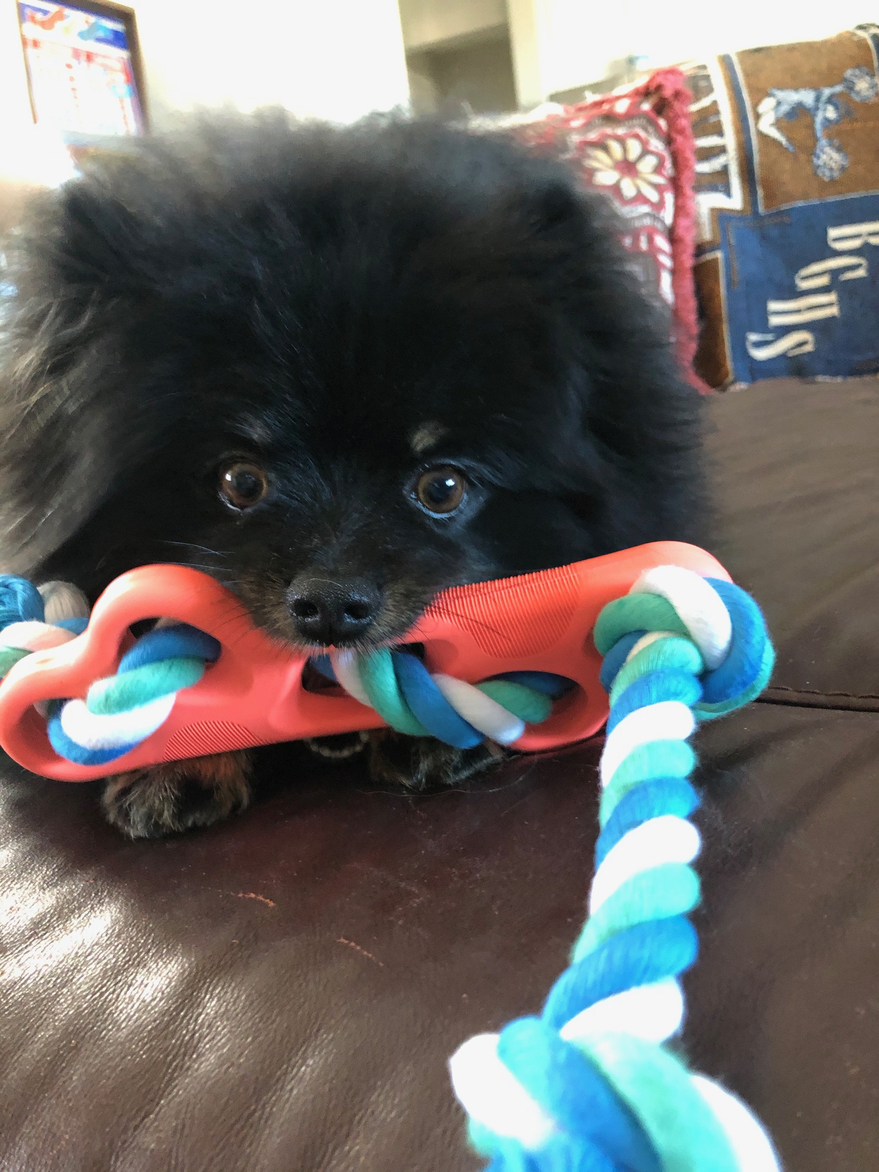 Rubber Bone Chew Toy with Tug Rope thumbnail