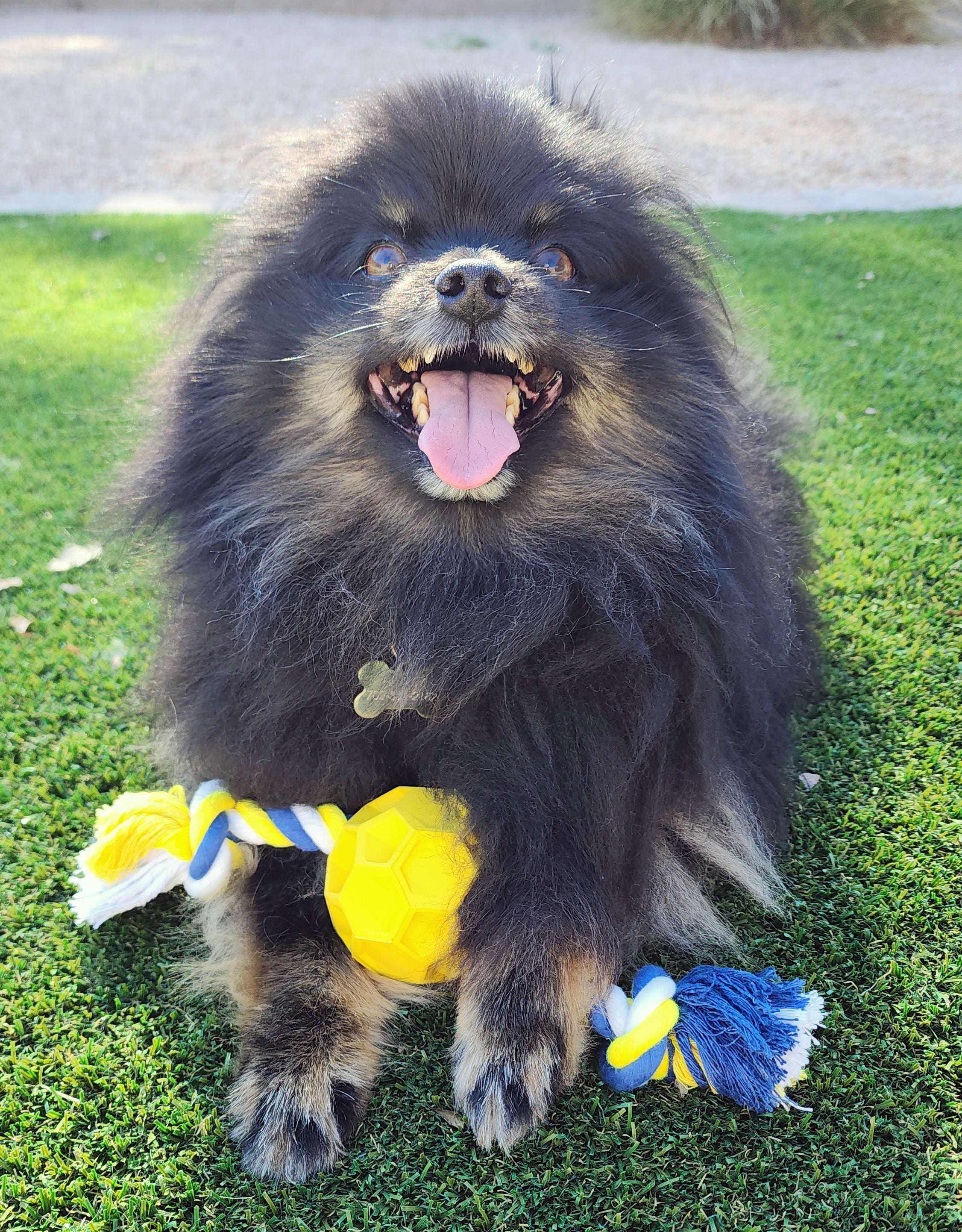 Rubber Soccer Ball Chew Toy with Tug Rope thumbnail