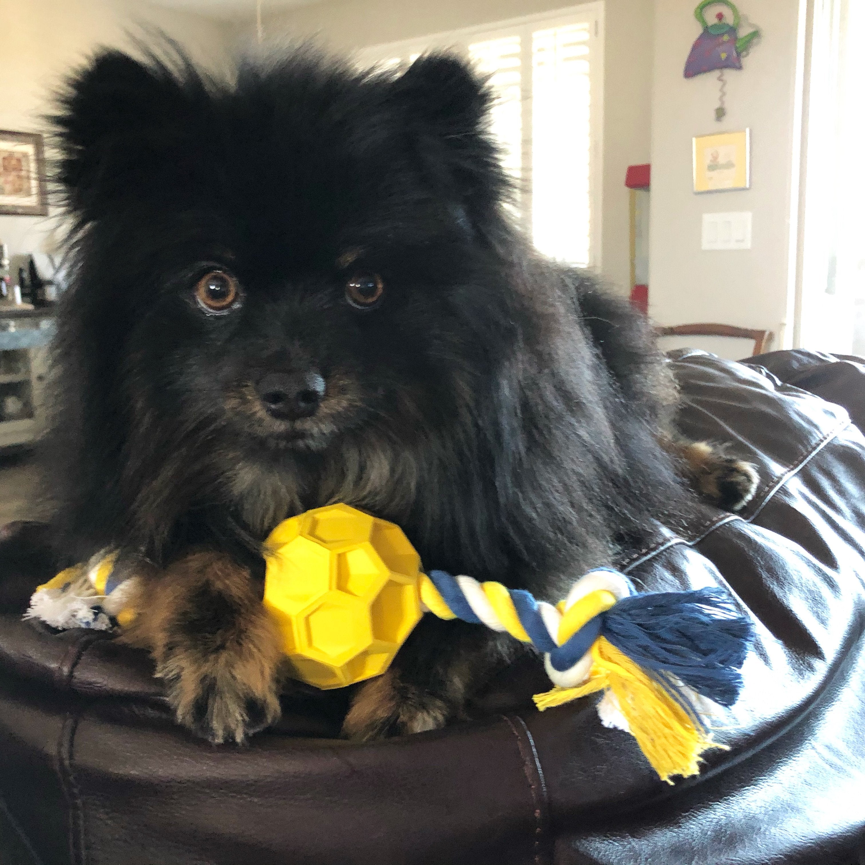 Rubber Soccer Ball Chew Toy with Tug Rope thumbnail
