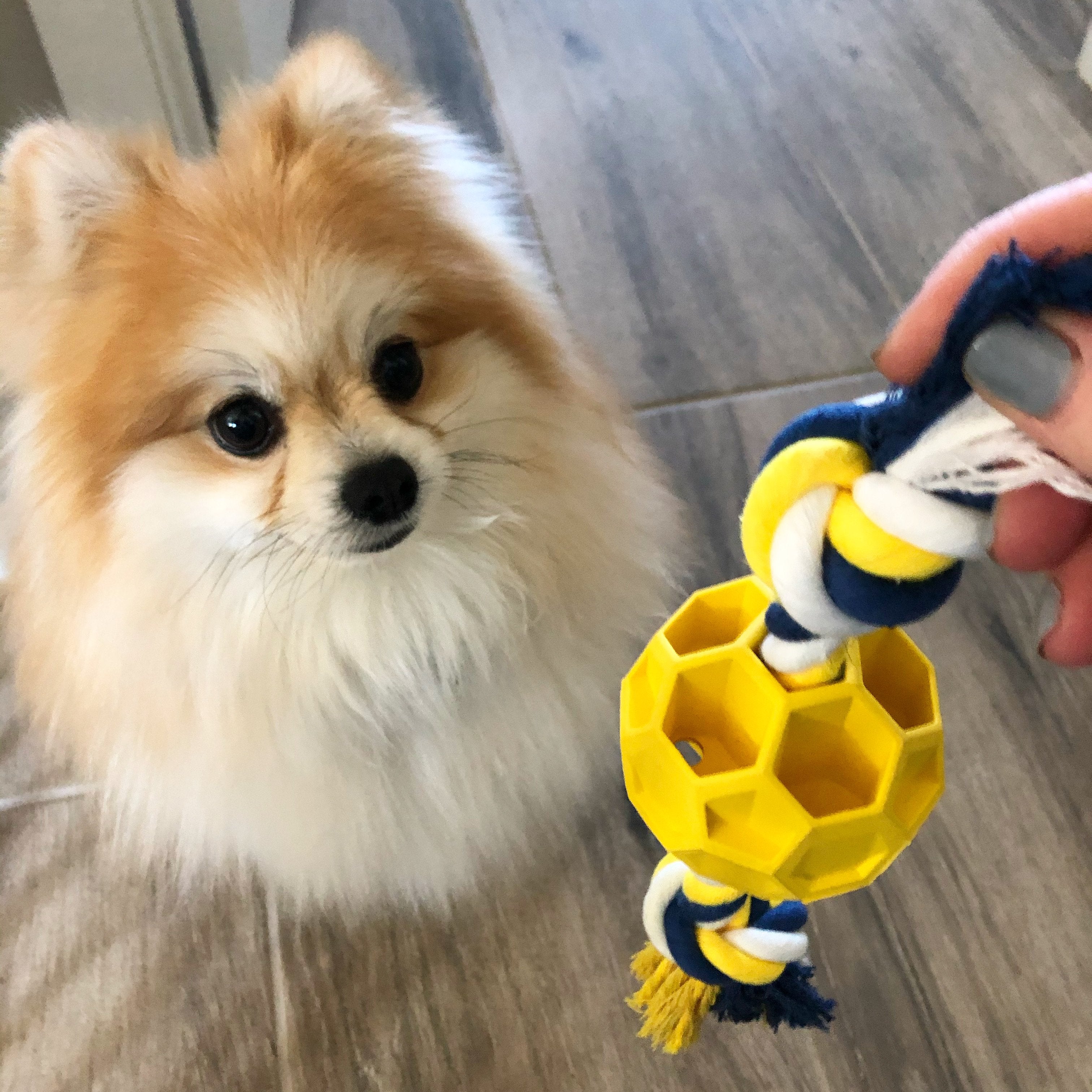 Rubber Soccer Ball Chew Toy with Tug Rope thumbnail