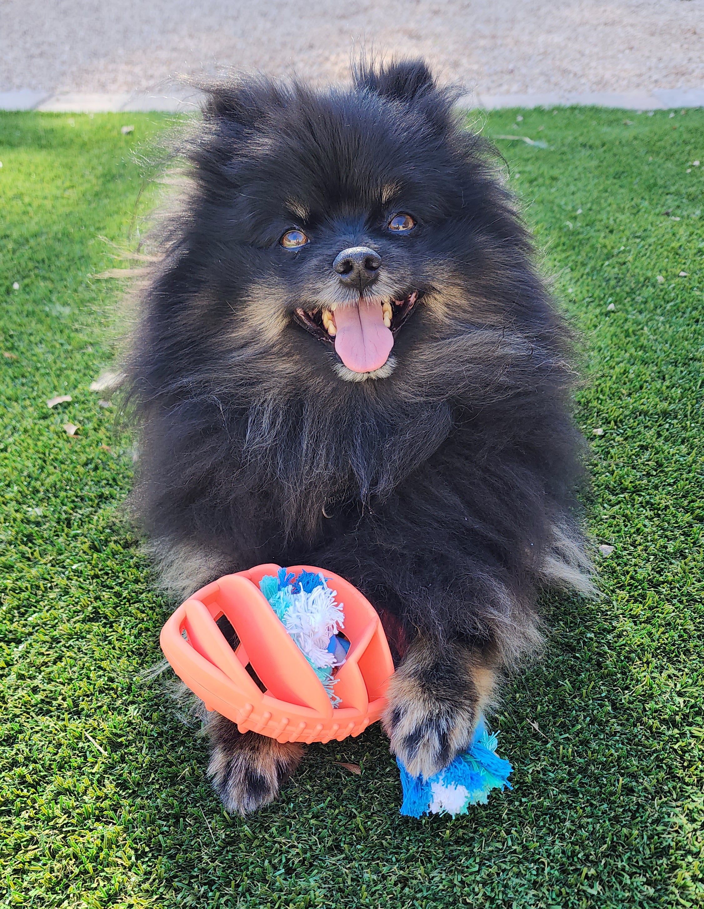 Rubber Football Chew Toy with Tug Rope, Coral thumbnail