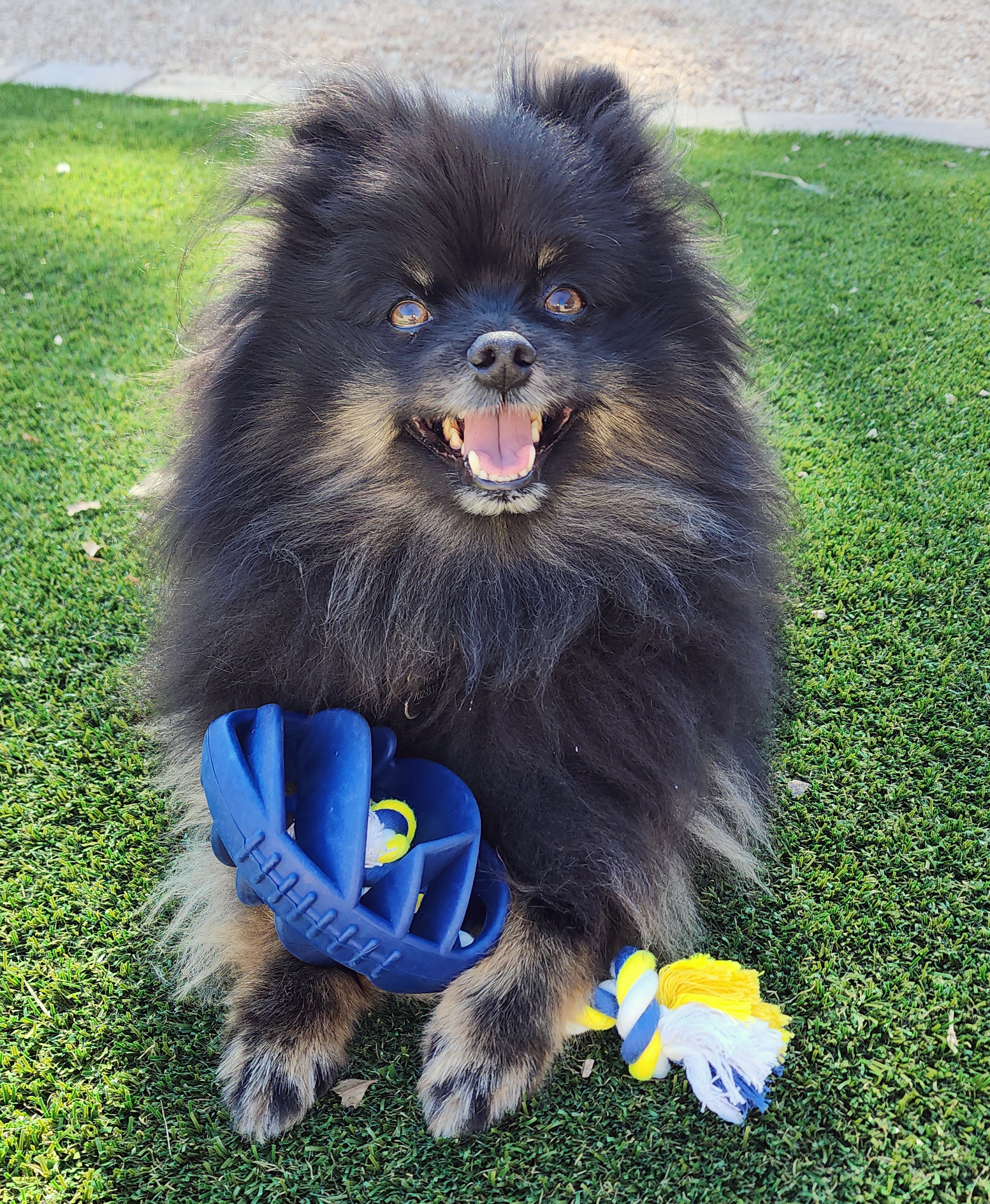 Rubber Football Chew Toy with Tug Rope, Navy Blue thumbnail